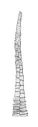 Eriodon cylindritheca, peristome tooth, outer surface. Drawn from B.H. Macmillan 87/4, CHR 413377.
 Image: R.C. Wagstaff © Landcare Research 2019 CC BY 3.0 NZ
